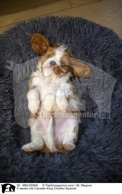 5 wochen alter Cavalier King Charles Spaniel / 5 weeks old Cavalier King Charles Spaniel / MW-29969