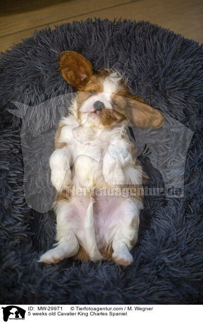 5 wochen alter Cavalier King Charles Spaniel / 5 weeks old Cavalier King Charles Spaniel / MW-29971
