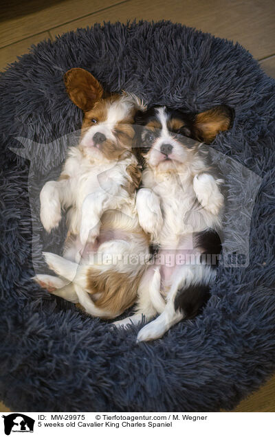 5 wochen alter Cavalier King Charles Spaniel / 5 weeks old Cavalier King Charles Spaniel / MW-29975