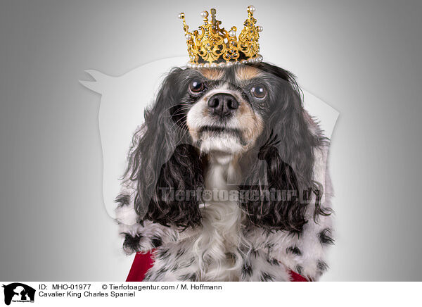 Cavalier King Charles Spaniel / Cavalier King Charles Spaniel / MHO-01977