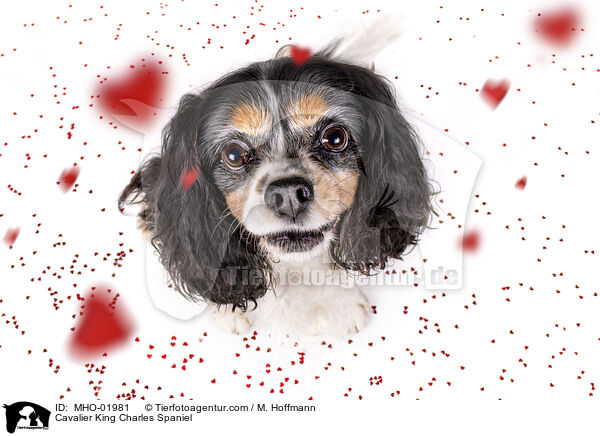 Cavalier King Charles Spaniel / Cavalier King Charles Spaniel / MHO-01981