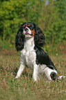 sitting Cavalier King Charles