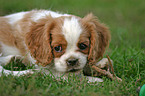 lying Cavalier King Charles