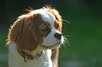 Cavalier King Charles Portrait