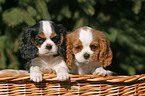 CKC puppies in the basket