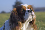 Cavalier King Charles Spaniel