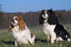 Cavalier King Charles Spaniels