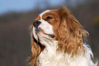 Cavalier King Charles Spaniel