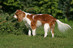 standing Cavalier King Charles