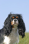 Cavalier King Charles Spaniel