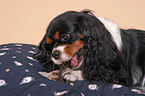 Cavalier King Charles Spaniel