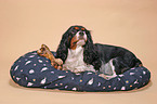 Cavalier King Charles Spaniel