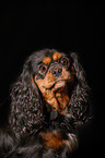 Cavalier King Charles Spaniel Portrait