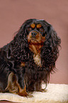 Cavalier King Charles Spaniel