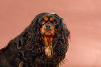 Cavalier King Charles Spaniel Portrait