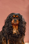 Cavalier King Charles Spaniel Portrait