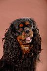 Cavalier King Charles Spaniel Portrait