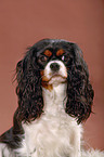 Cavalier King Charles Spaniel Portrait