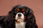 Cavalier King Charles Spaniel Portrait