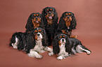 5 Cavalier King Charles Spaniels