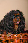 Cavalier in basket