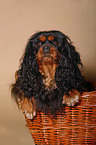 Cavalier in basket