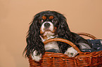 cavalier in basket