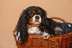 cavalier in basket