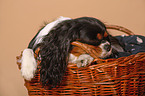 cavalier in basket