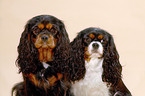 Cavalier King Charles Spaniels