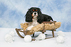 dog on sledge