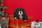 dog under christmastree