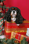 dog under christmastree