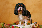 Cavalier King Charles Spaniel