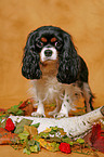 Cavalier King Charles Spaniel