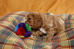 Cavalier Puppy