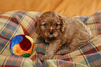 Cavalier Puppy