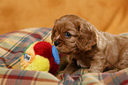 Cavalier Puppy