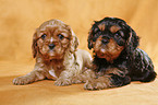 Cavalier Puppies