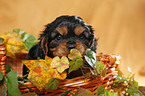 puppy in basket