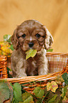 puppy in basket