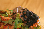 puppy in basket