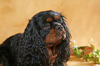 Cavalier King Charles Spaniel Portrait