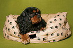 Cavalier King Charles Spaniel