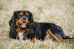 Cavalier King Charles Spaniel