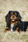 Cavalier King Charles Spaniel