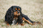 Cavalier King Charles Spaniel