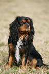 Cavalier King Charles Spaniel