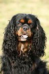 Cavalier King Charles Spaniel