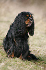 Cavalier King Charles Spaniel